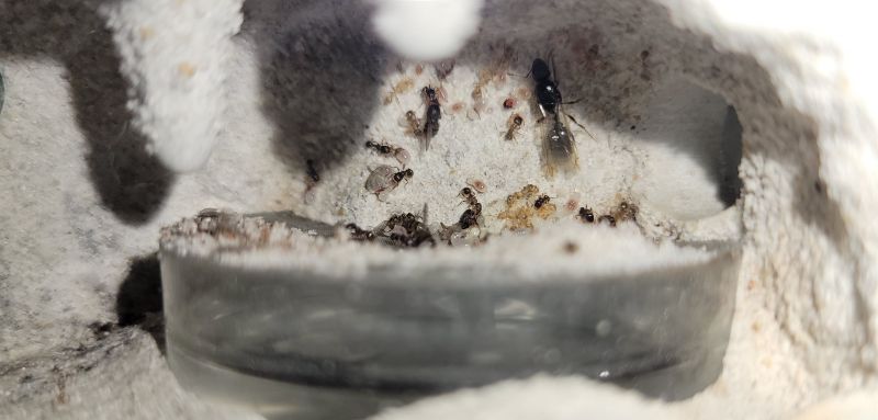 Winged Queen colony 8/30/21