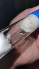 Queen with no wings 7/15/2021 Queen with no wings 7/15/2021