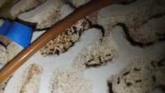 heated brood  2/10/2024 heated brood  2/10/2024