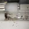 test tube colony  2/10/2024