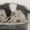 Queen and wall larvae 9/6/2021