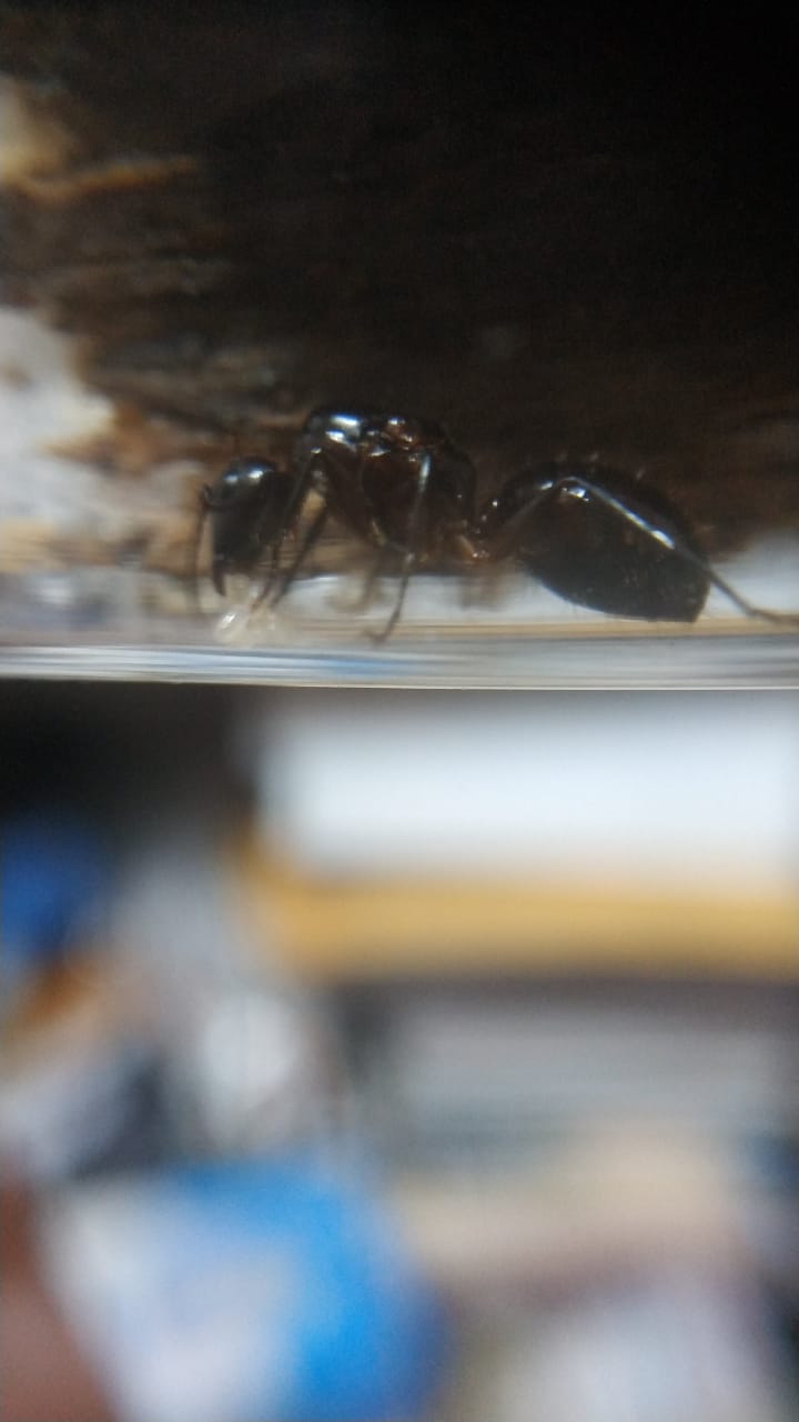 Camponotus 5b