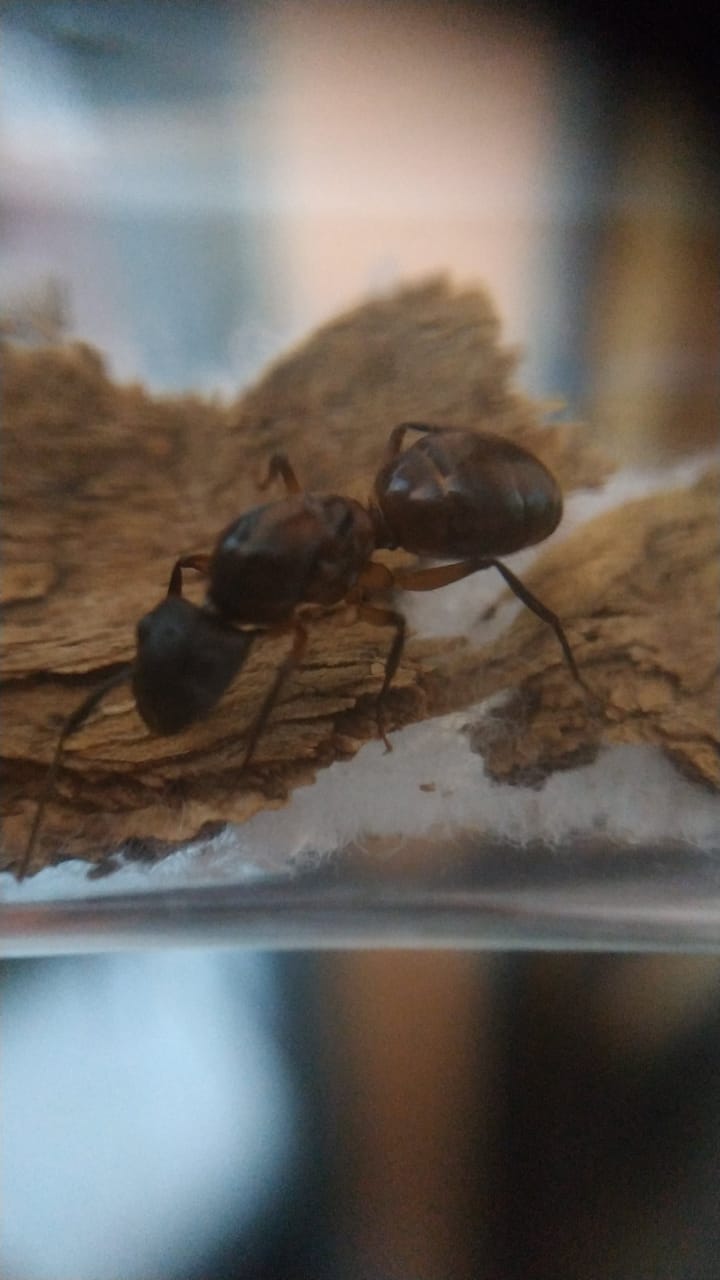 Camponotus 3