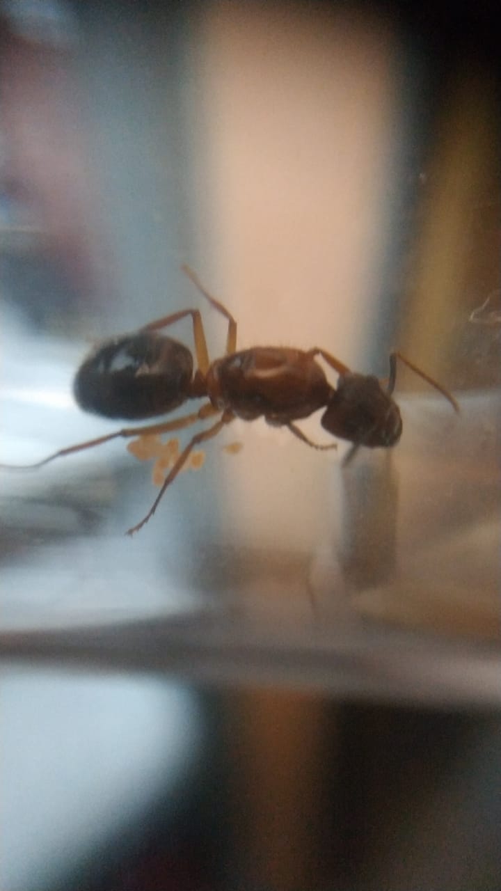 Camponotus 4
