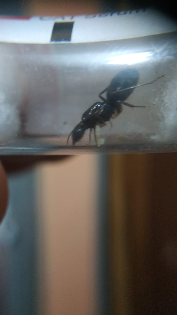 Camponotus 1