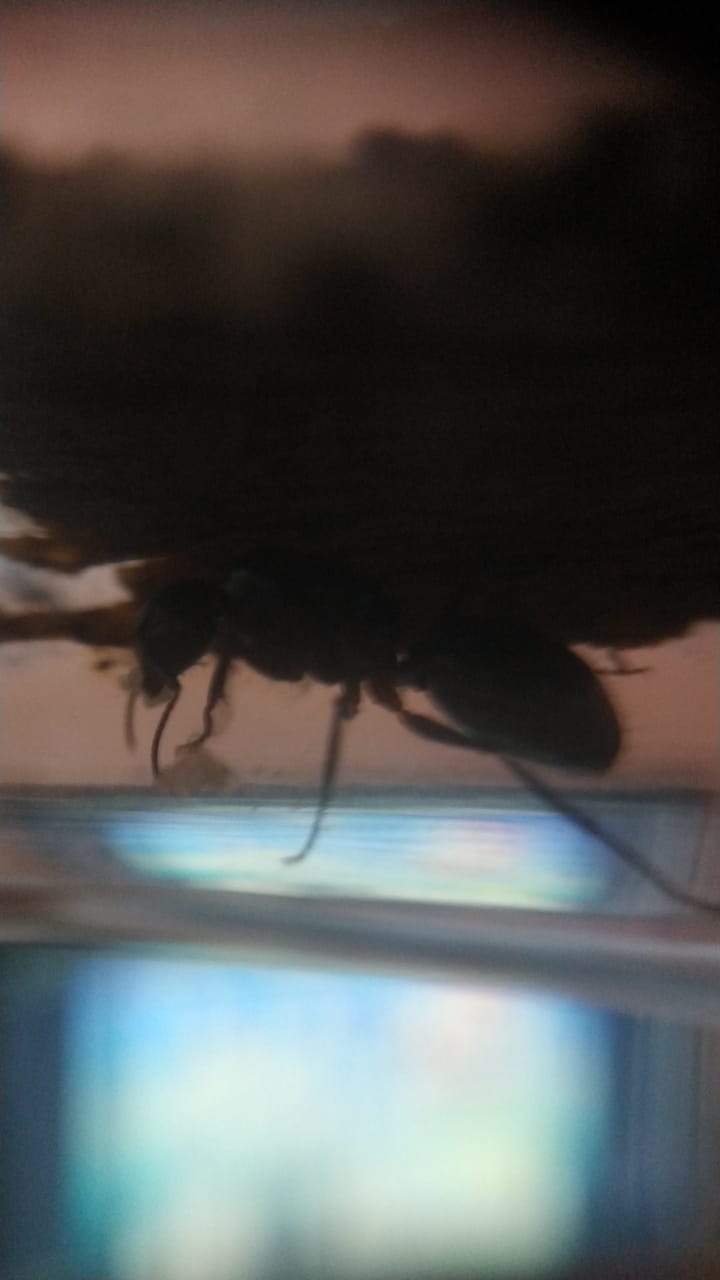 Camponotus 5