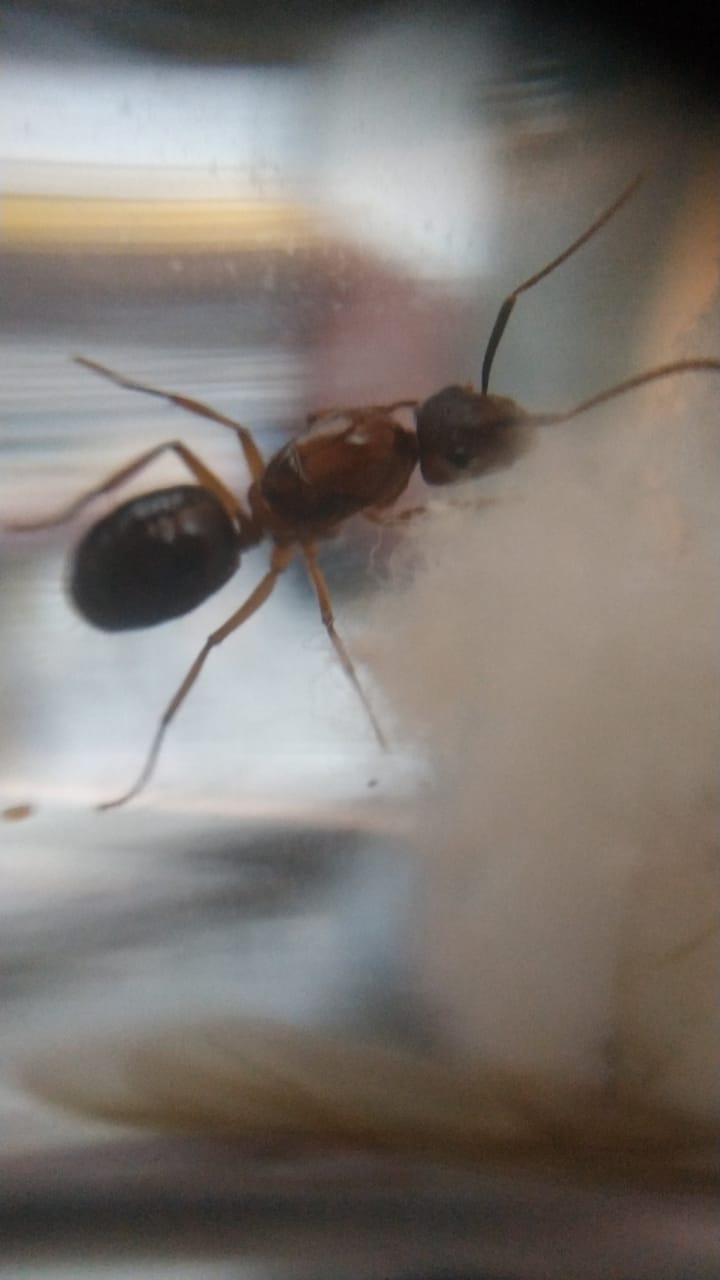 Camponotus 4b