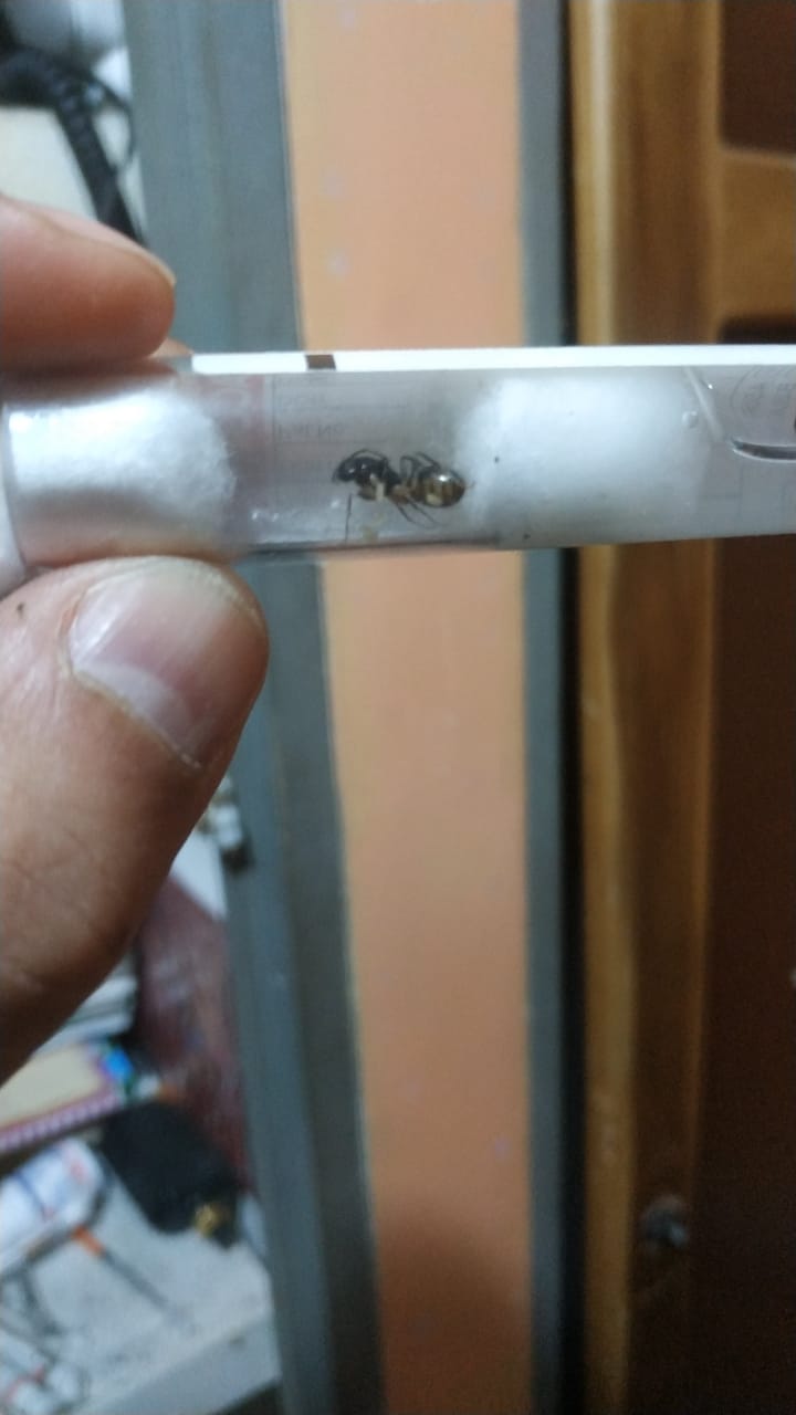 Camponotus 6