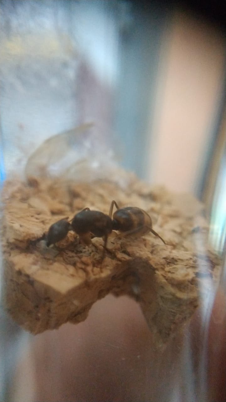 Camponotus 2b