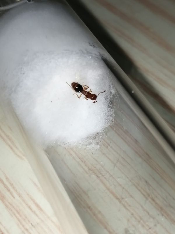 Tetramorium cf bicarinatum