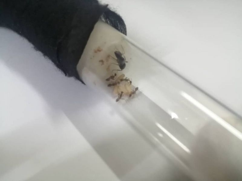 Camponotus queen with workers 2