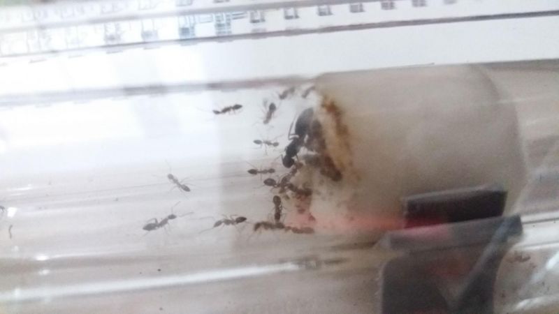 Camponotus albosparsus colony