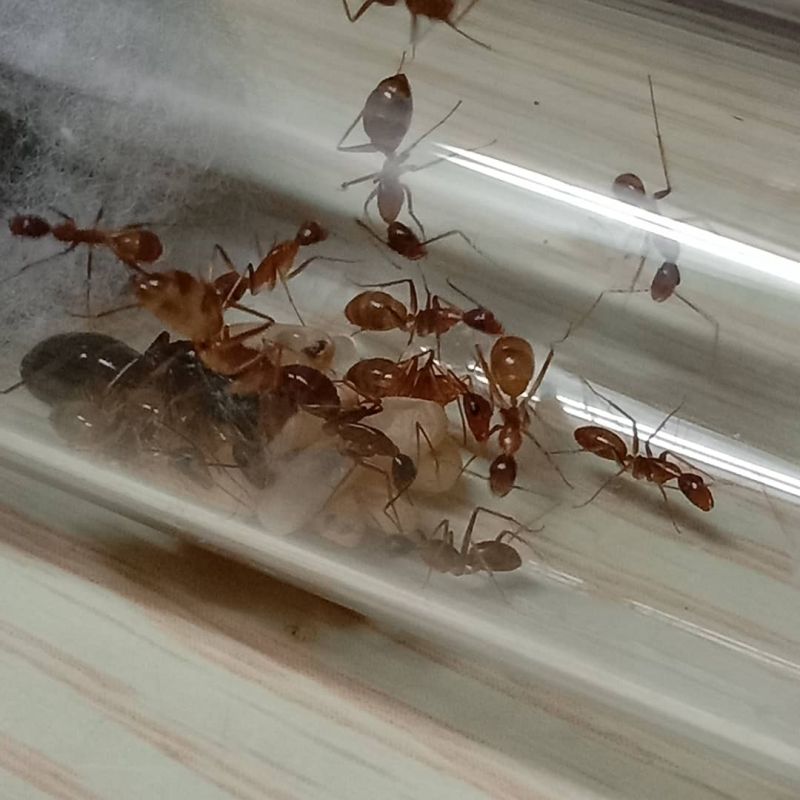 Young Camponotus irritans colony