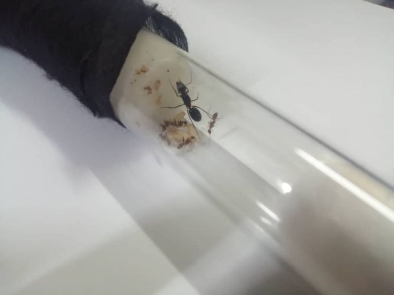 Camponotus queen with workers