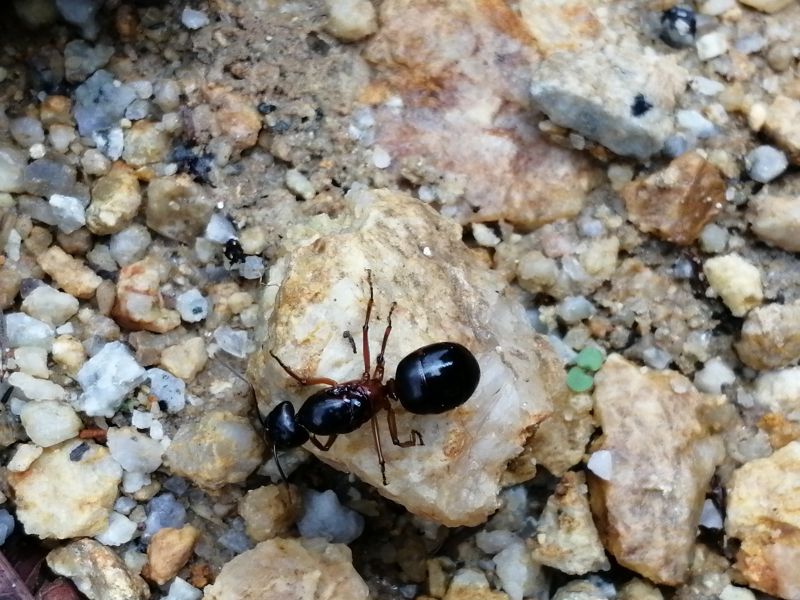 Camponotus cf arrogans queen