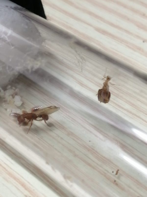 Paratopula sp queen with her first nanitic