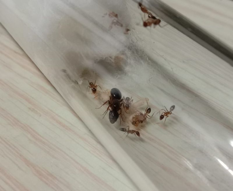 Camponotus albosparsus colony #2