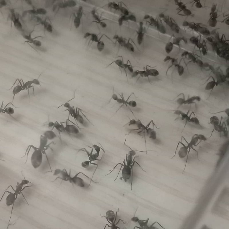 1 year old Camponotus parius colony