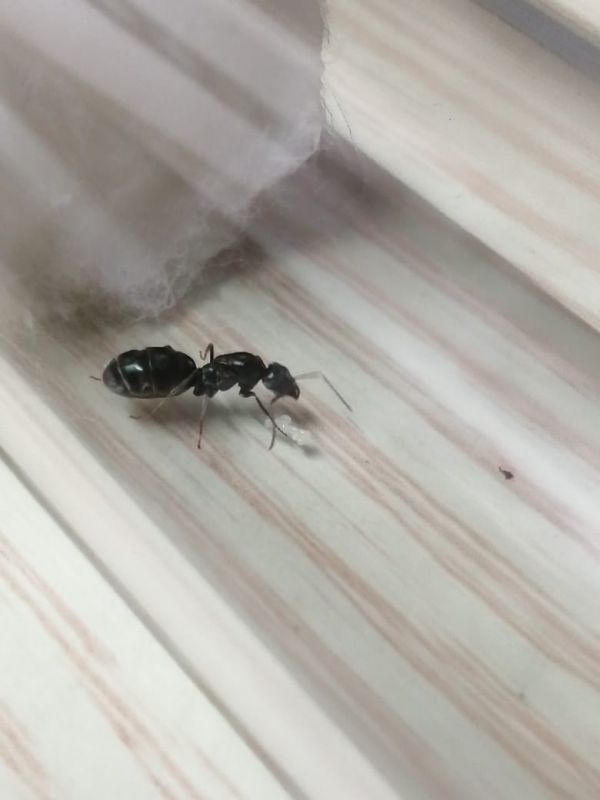 Iridomyrmex anceps queen