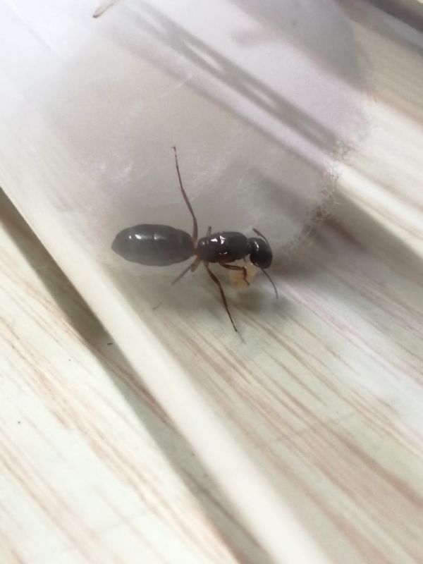 Camponotus albosparsus queen with eggs