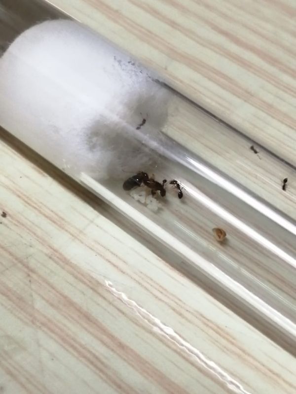 Trichomyrmex destructor colony