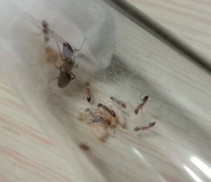 Camponotus albosparsus colony #1