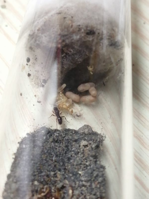 Gnamptogenys (now Stictoponera) queen with her nanitic