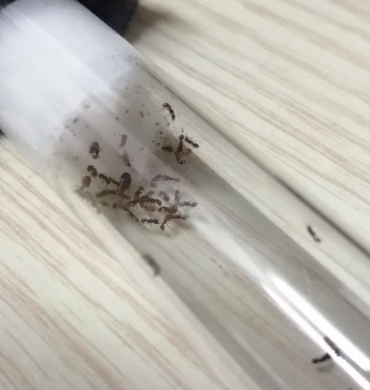 Tetramorium cf lanuginosum colony in their new test tube.