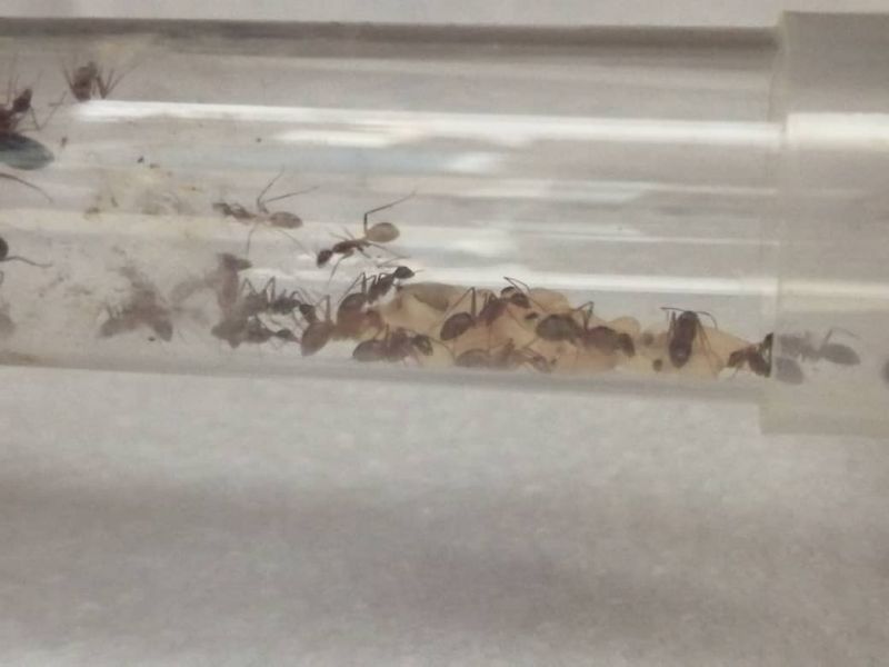 Camponotus colony brood now