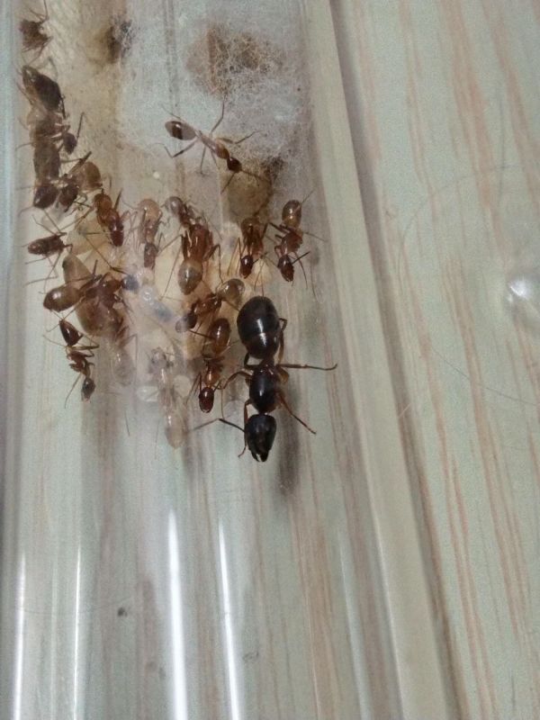 Camponotus irritans colony with mites