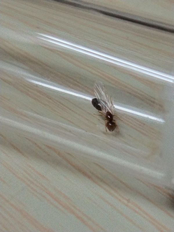 Small Crematogaster queen with wings