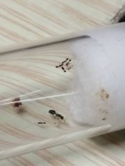 Small Monomorium colony