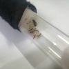 Camponotus queen with workers 2
