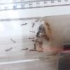 Camponotus albosparsus colony
