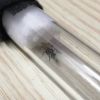 Polyrhachis sp queen