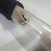 Camponotus queen with workers