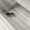 Iridomyrmex anceps queen