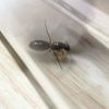 Camponotus albosparsus queen with eggs