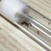 Trichomyrmex destructor colony