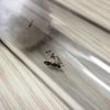 Crematogaster colony