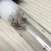 Tetramorium cf lanuginosum colony in their new test tube.