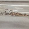 Camponotus colony brood now