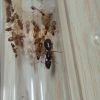 Camponotus irritans colony with mites