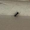 Black Ant-1