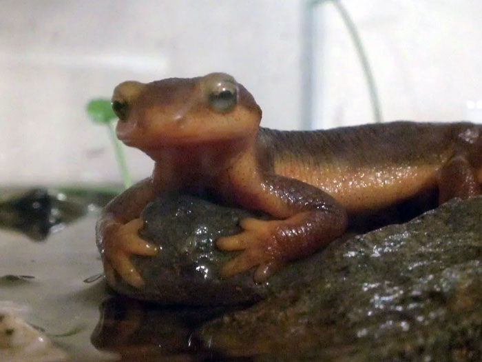 California Newt