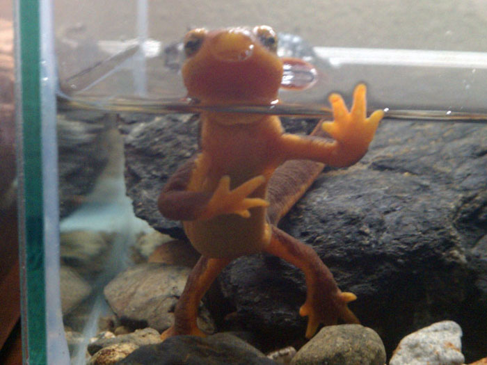 california newt 2