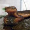 California Newt