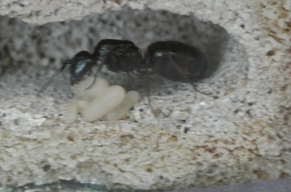 broodpupa