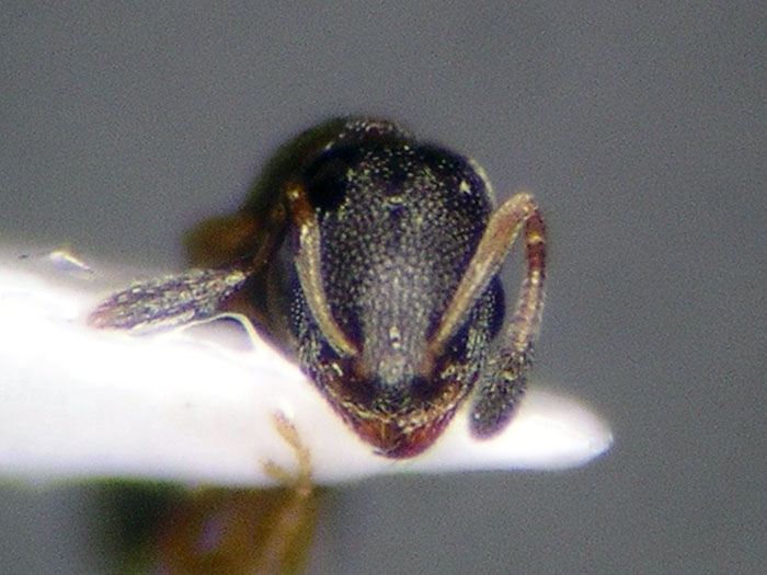 female 03