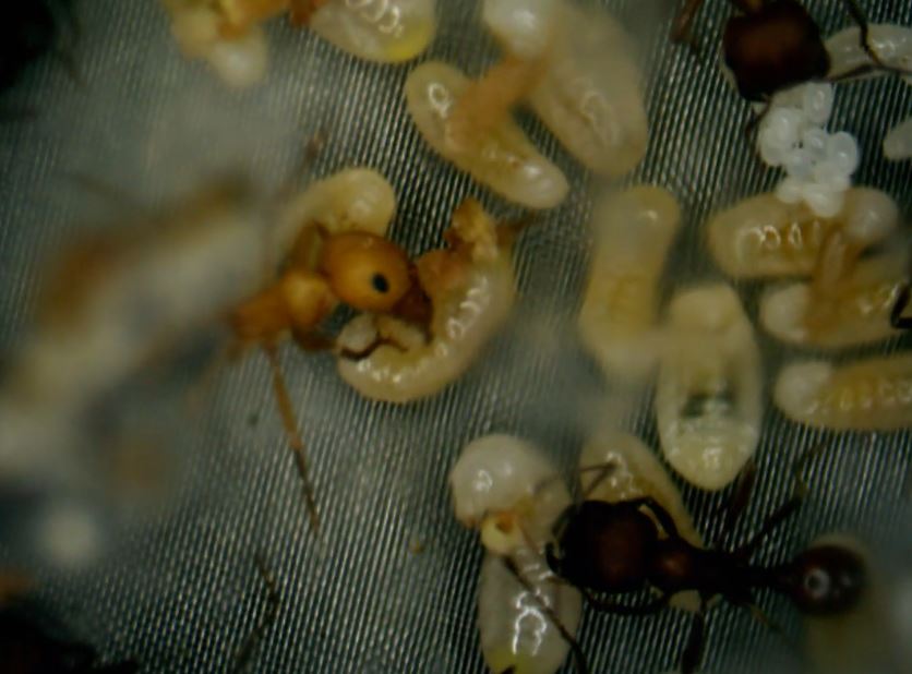 Aug 20 Workers tending larvae